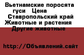 Вьетнамские поросята ,гуси › Цена ­ 1 200 - Ставропольский край Животные и растения » Другие животные   